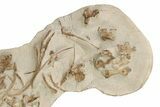 Disarticulated Mosasaur (Tethysaurus) Skeleton - Asfla, Morocco #229614-1